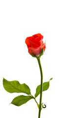 little rose isolated
