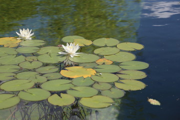 water lily flowers blooming on pond