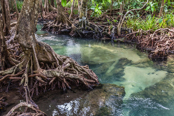 Fototapeta na wymiar The clear green stream flows through the mangrove forest root. In the midst of the shady and beautiful nature. Tha Pom Klong Song Nam beautiful and famous tourist destination in Krabi, Thailand.