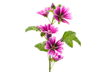 Violet 