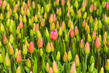 Tulips buds pattern