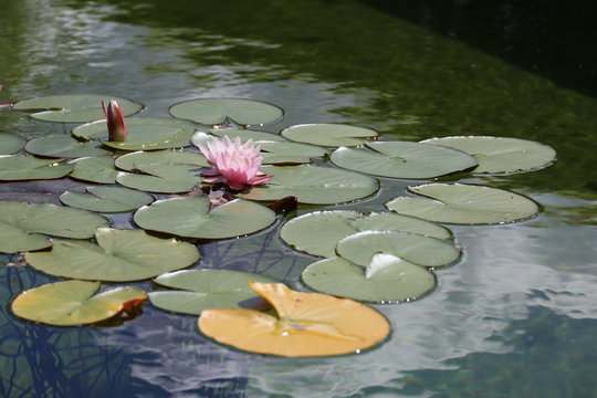 water lily flowers blooming on pond