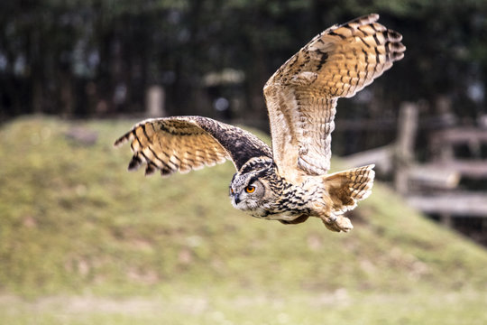 flying bubo owl in nature