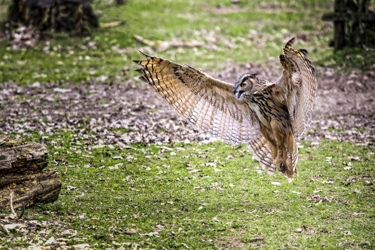 flying bubo owl