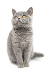Fototapeta na wymiar gray beautiful kitten isolated