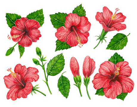 Collecion red hibiscus flowers and leaves painted with watercolors on white background. Elements for design.