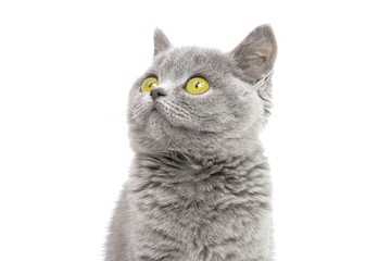 gray beautiful kitten isolated