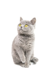 gray beautiful kitten isolated