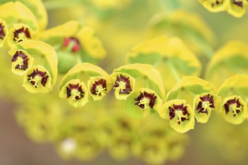 Fototapeta premium Flowing Row