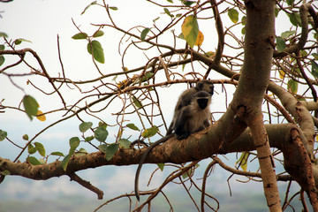 Wilde Schimpansen in den Baumkronen von Afrika Uganda