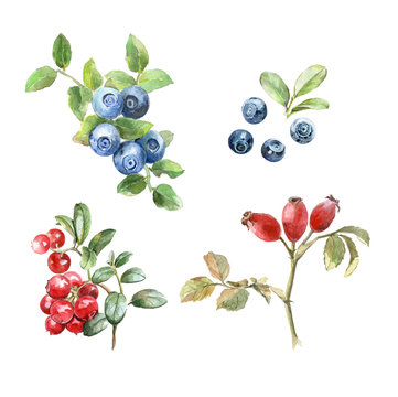 Set Watercolor Berry