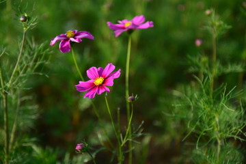 Purple flowers in green meadow