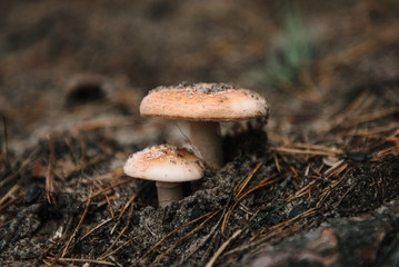 Forest mushroom in the grass. Selective focus