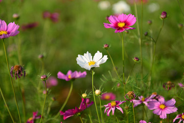 Purple flowers in green meadow