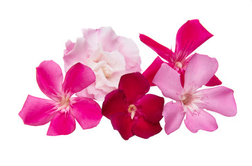oleander flowers isolated