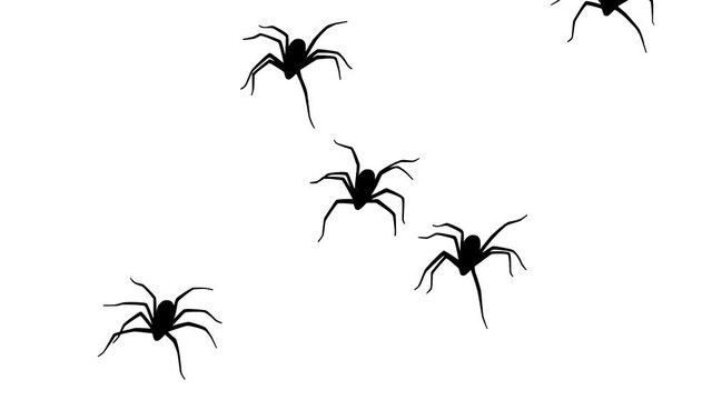 Spiders, animation on the white background
