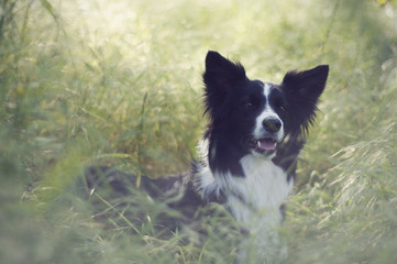 Border collie in nature