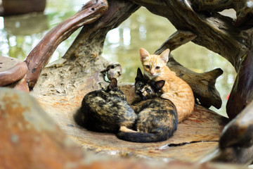 Three little cats sleeps and sit in wooden seat.