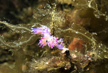 Small animals submarines