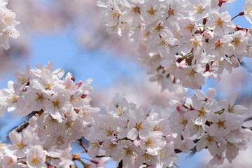 「さくらの日」の桜、桜始開