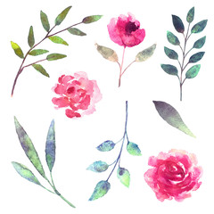 Watercolor flowers, leaves, branches, herbs. Isolated on white background design elements. Botanical set