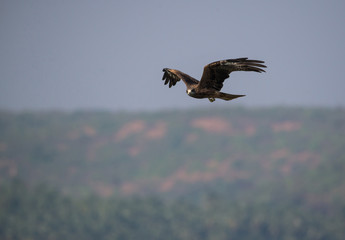 Fototapeta na wymiar Black Kite (Milvus migrans)