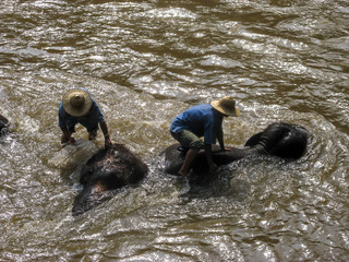 Männer waschen elefanten