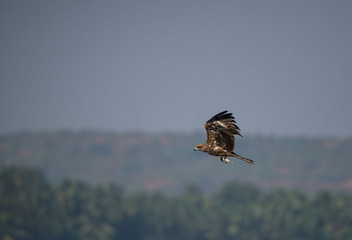 Black Kite (Milvus migrans)