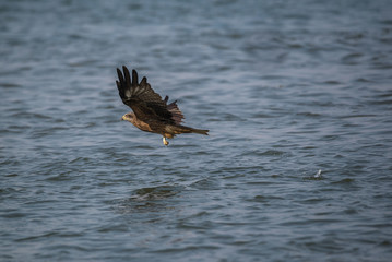 Black Kite (Milvus migrans)