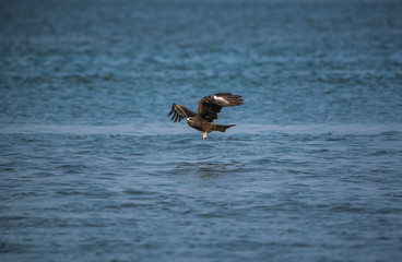Black Kite (Milvus migrans)