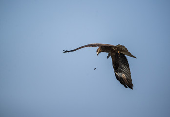 Black Kite (Milvus migrans)
