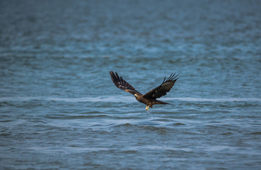 Black Kite (Milvus migrans)