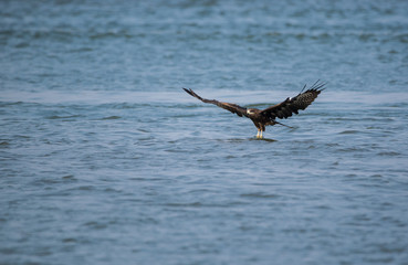 Black Kite (Milvus migrans)