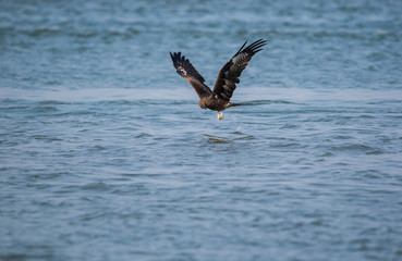 Black Kite (Milvus migrans)