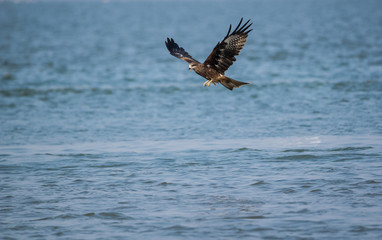 Black Kite (Milvus migrans)