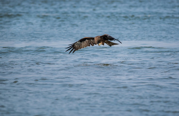 Black Kite (Milvus migrans)