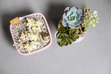 Succulent plant in flowerpot with copy space