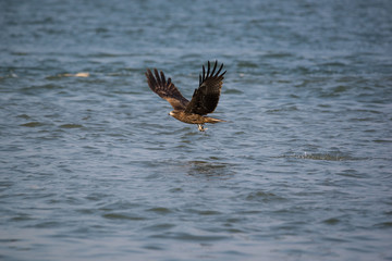 Black Kite (Milvus migrans)