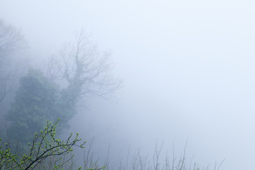 Trees silhouettes over blue fog