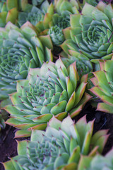 Succulent aeonium, close-up.