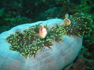 Clownfisch