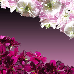 Beautiful floral background of white and crimson pelargonium 