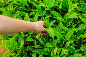Fototapeta na wymiar picking tea, female hand plucks the green petals of tea