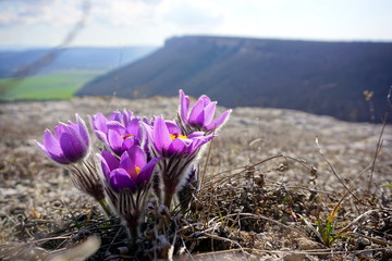 crocus