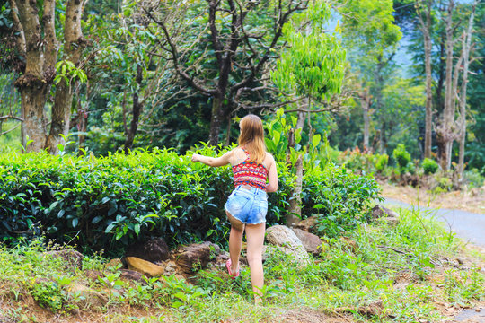 young white tourist girl picking tea leaves on tea plantation