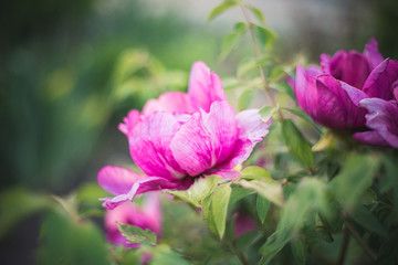 Pink peonies in the garden closeup
