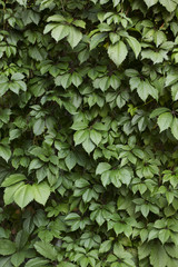 Green leaves of wild grapes background