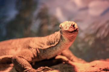Close up of komodo dragon