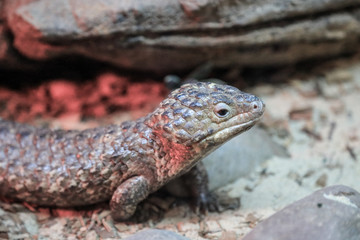 Close up of shingleback lizard