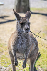 Close up of kangaroo eating grass